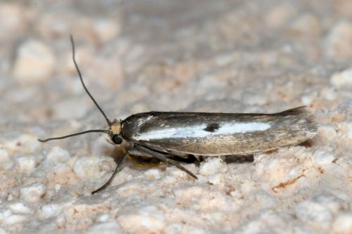Parahyponomeuta egregiella